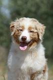BERGER AUSTRALIEN PUPPIES 279